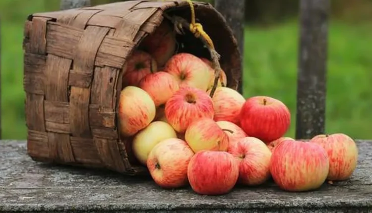 الحفاظ على التفاح طازجًا لفترة أطول: أفضل مكان لتخزينه