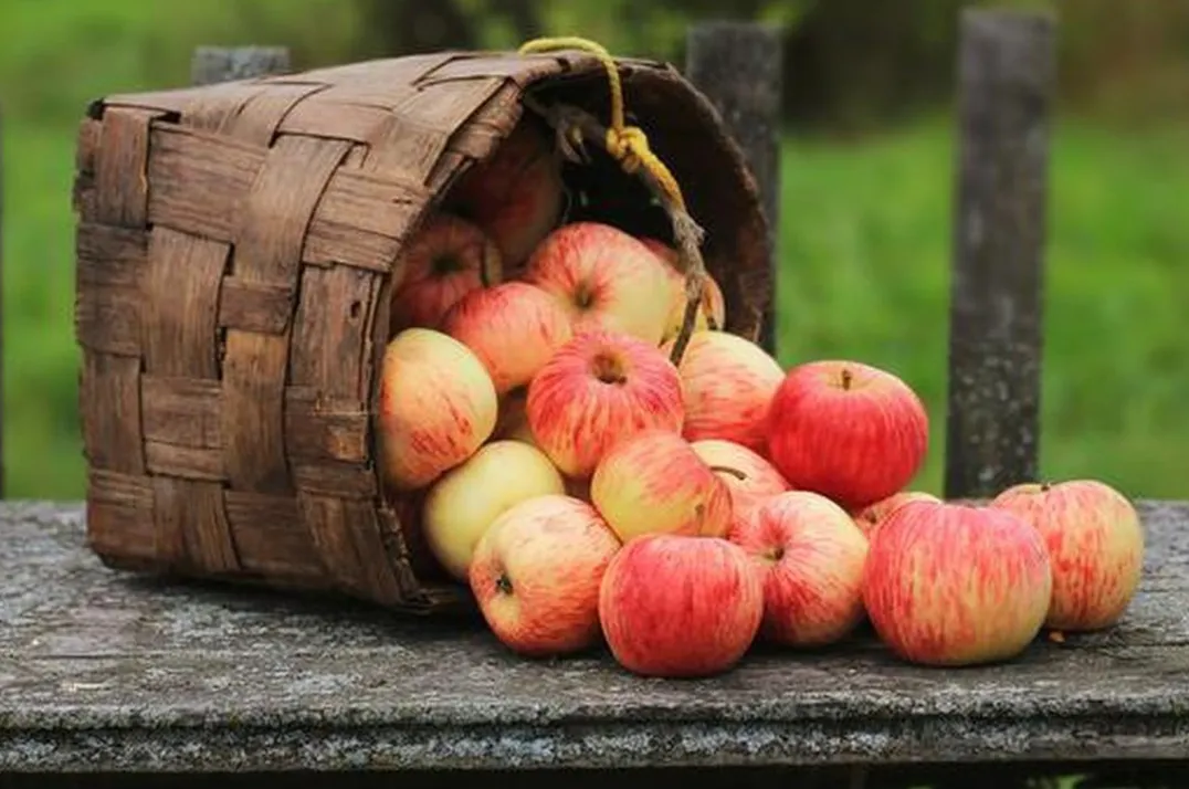 الحفاظ على التفاح طازجًا لفترة أطول: أفضل مكان لتخزينه